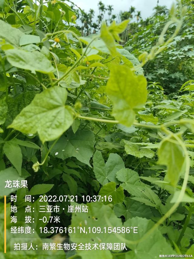龙珠果