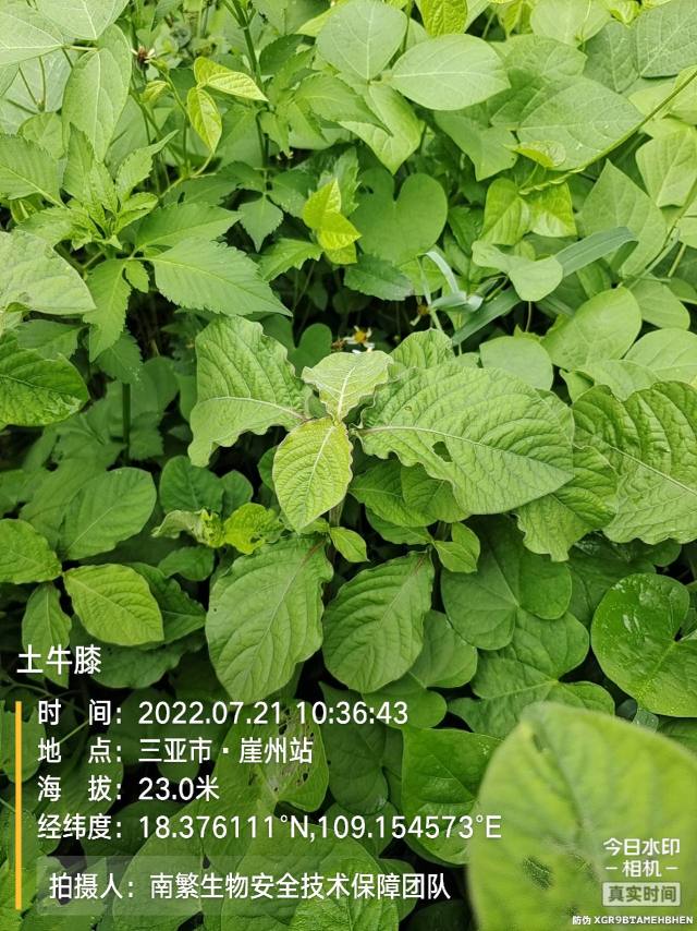 土牛膝
