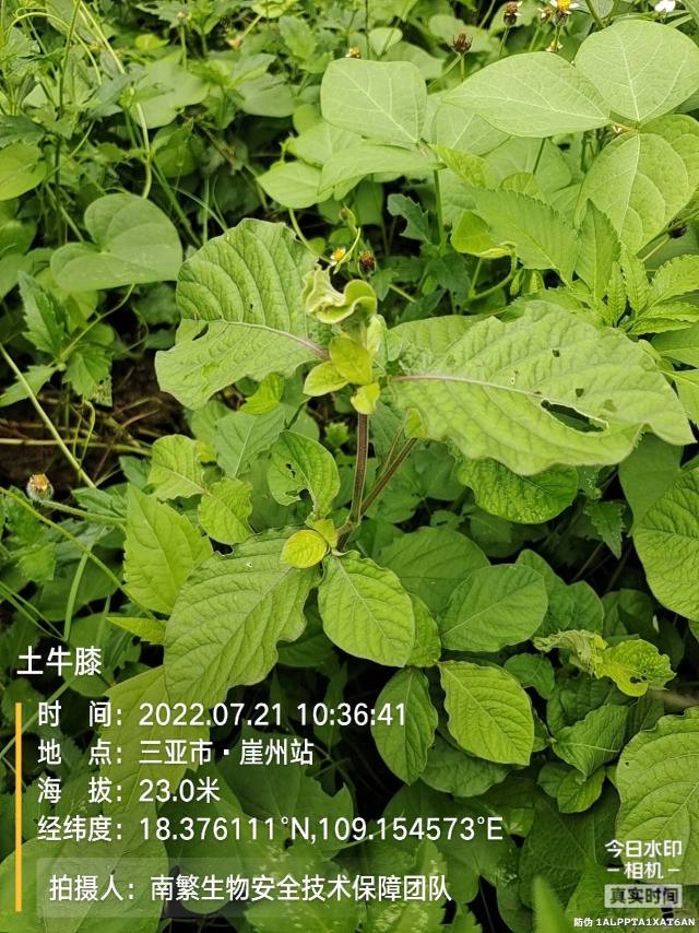 土牛膝