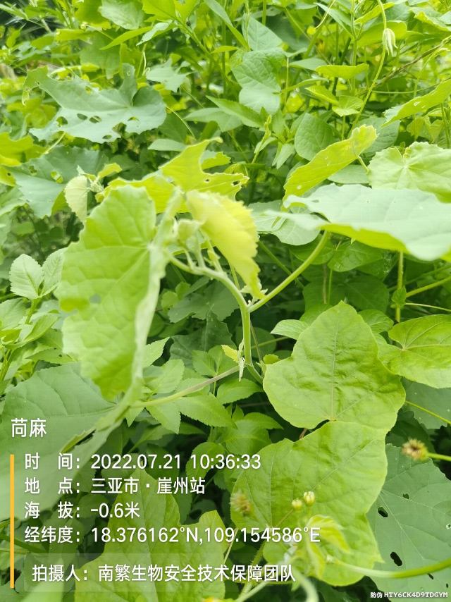 苘麻