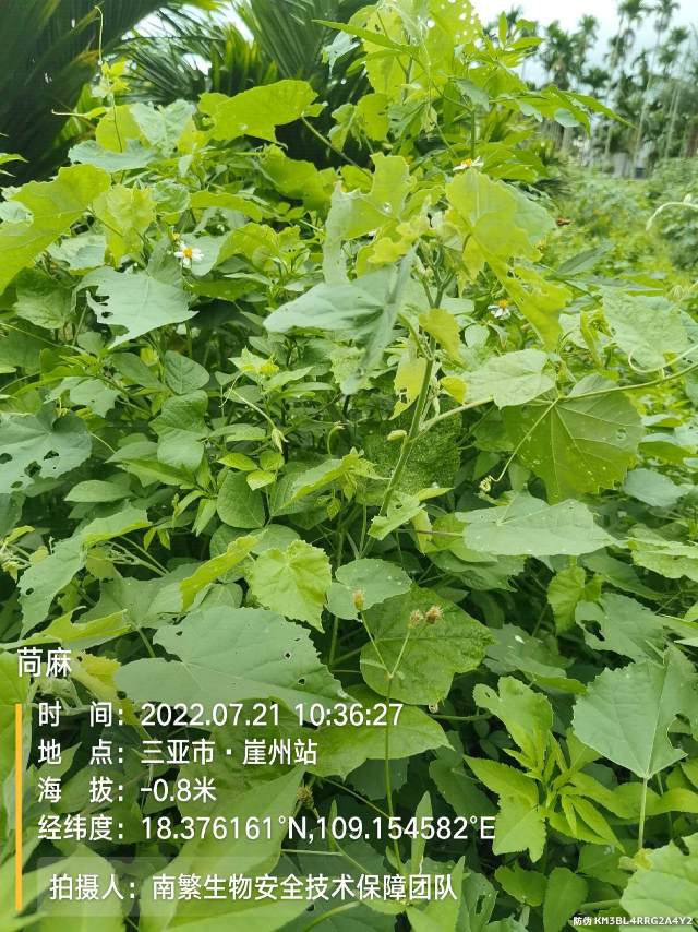 苘麻