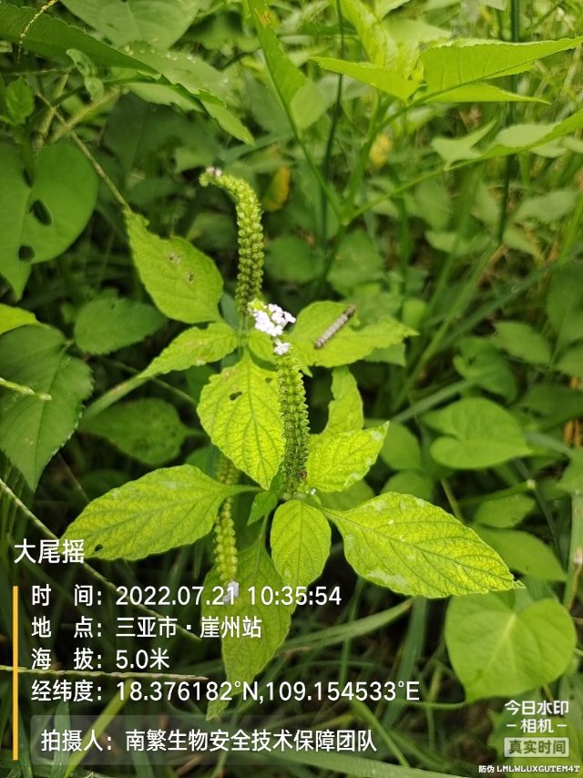 大尾摇
