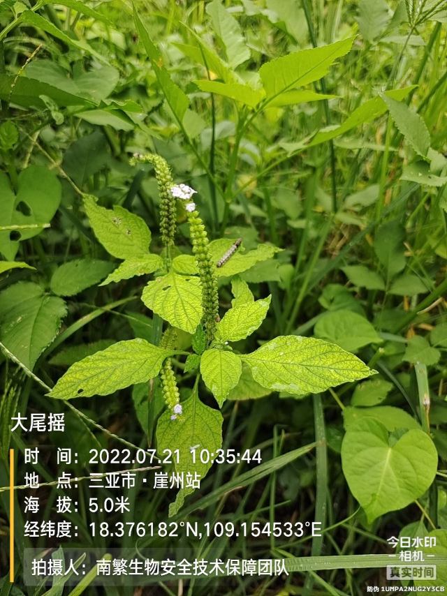 大尾摇