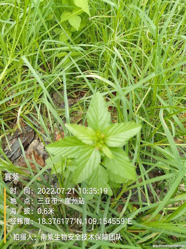 赛葵