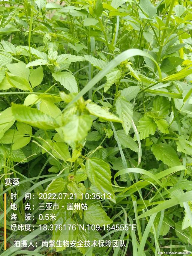 赛葵