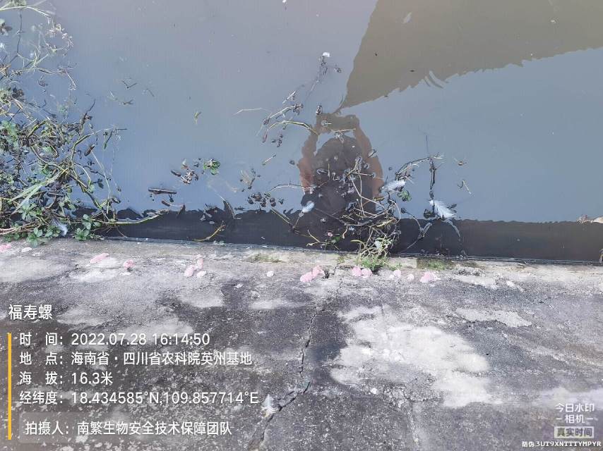 福寿螺