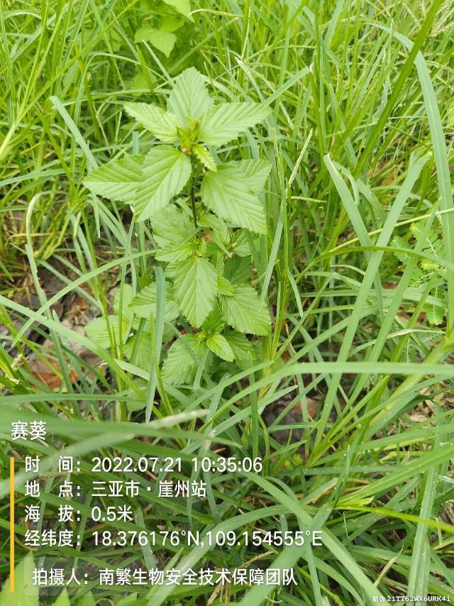 赛葵