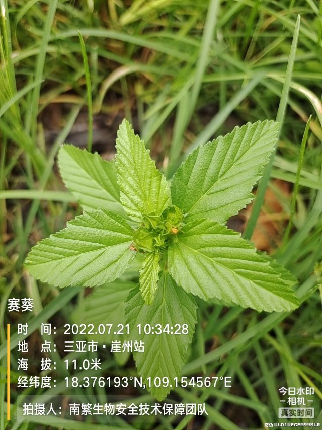 赛葵