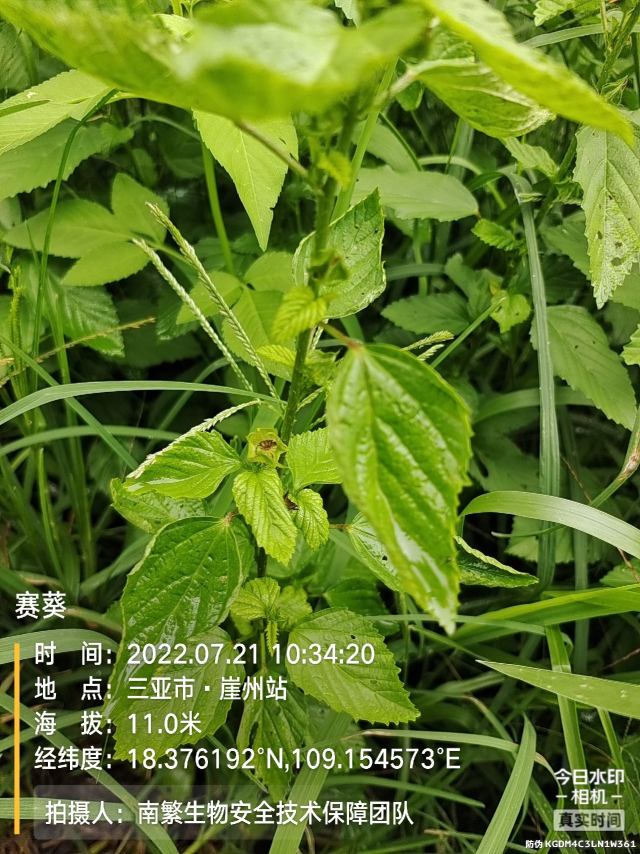 赛葵