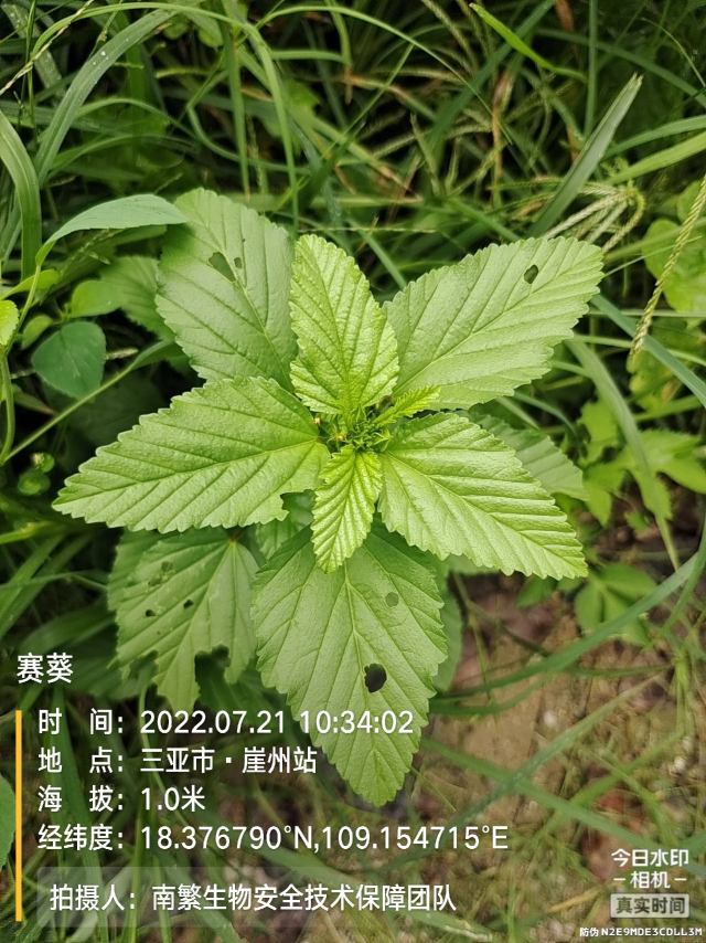 赛葵