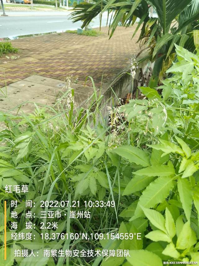红毛草