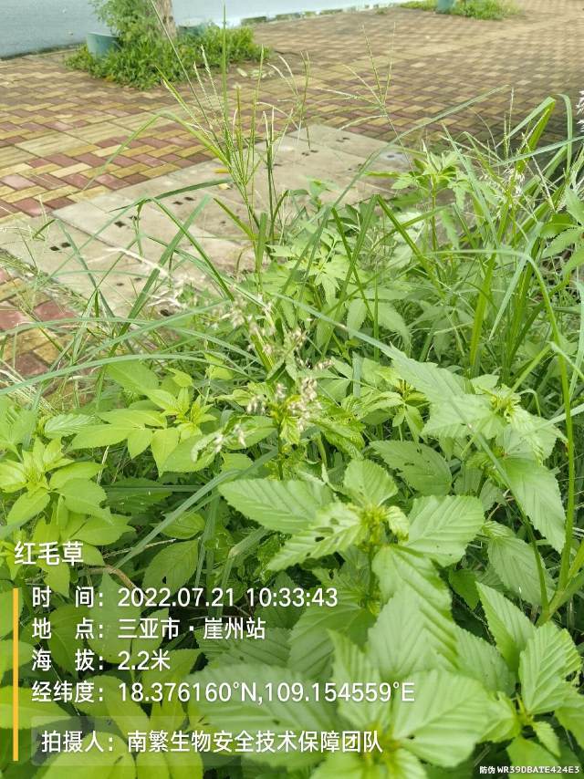 红毛草