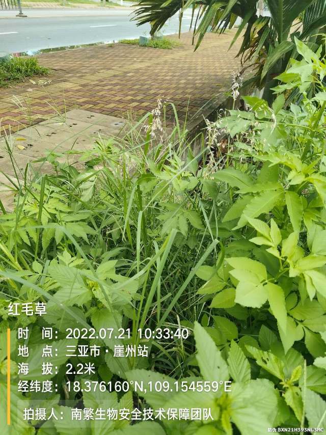 红毛草
