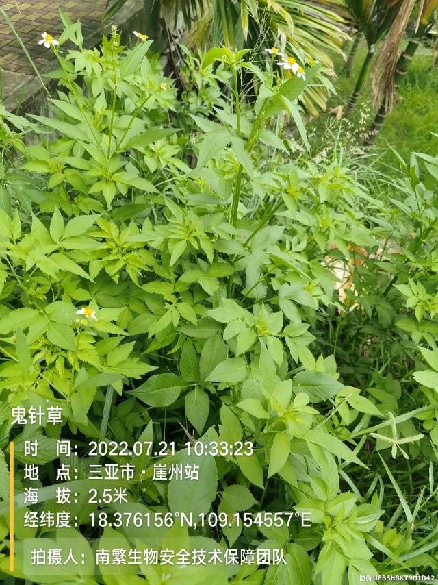 鬼针草