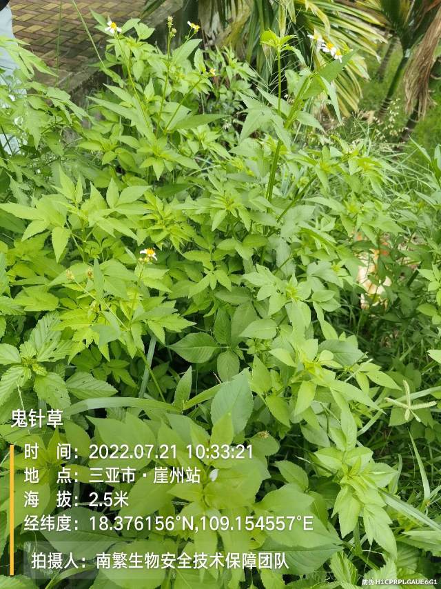 鬼针草
