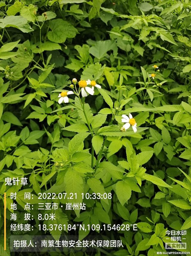 鬼针草