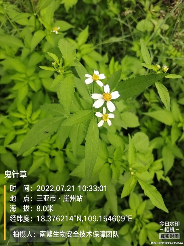 鬼针草