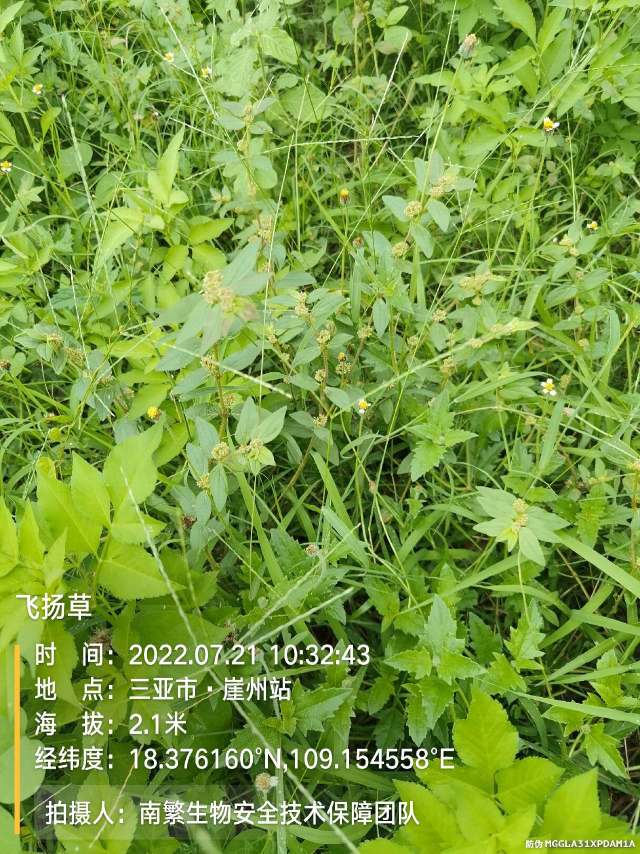 飞扬草