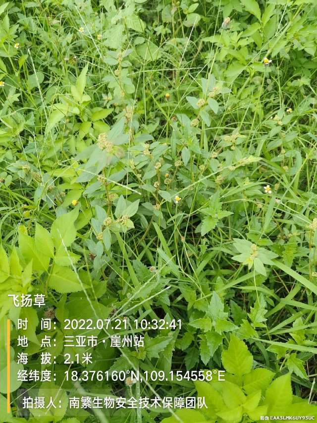 飞扬草