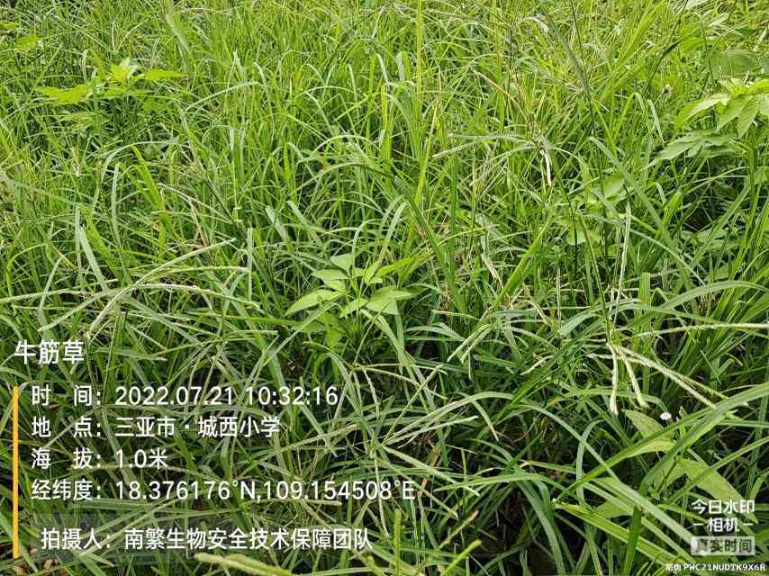 牛筋草