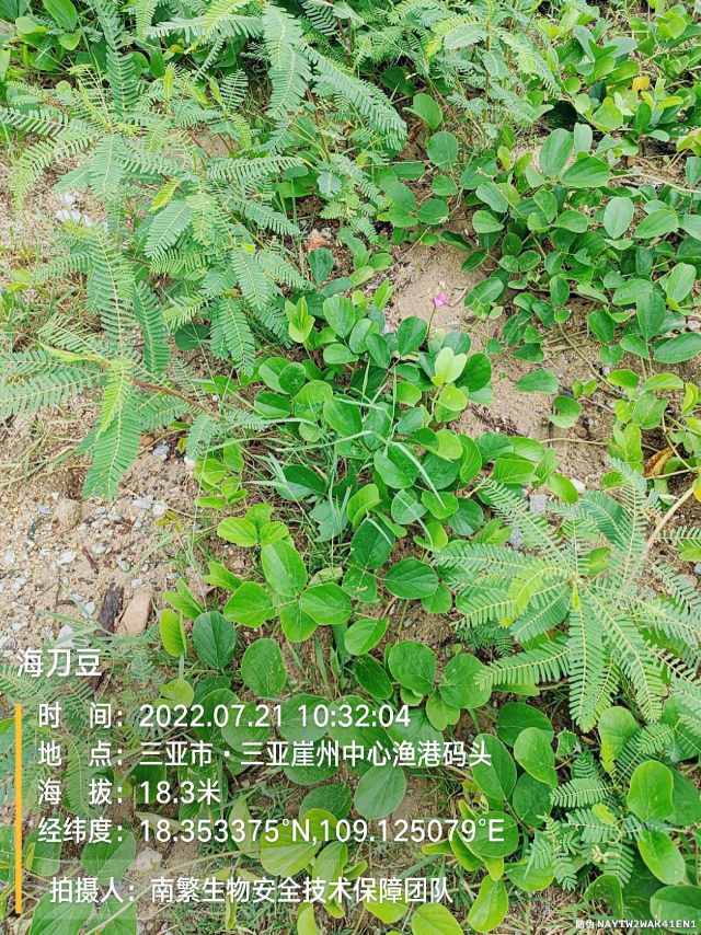 海刀豆