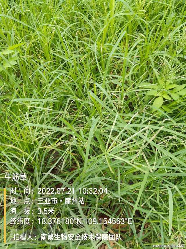 牛筋草