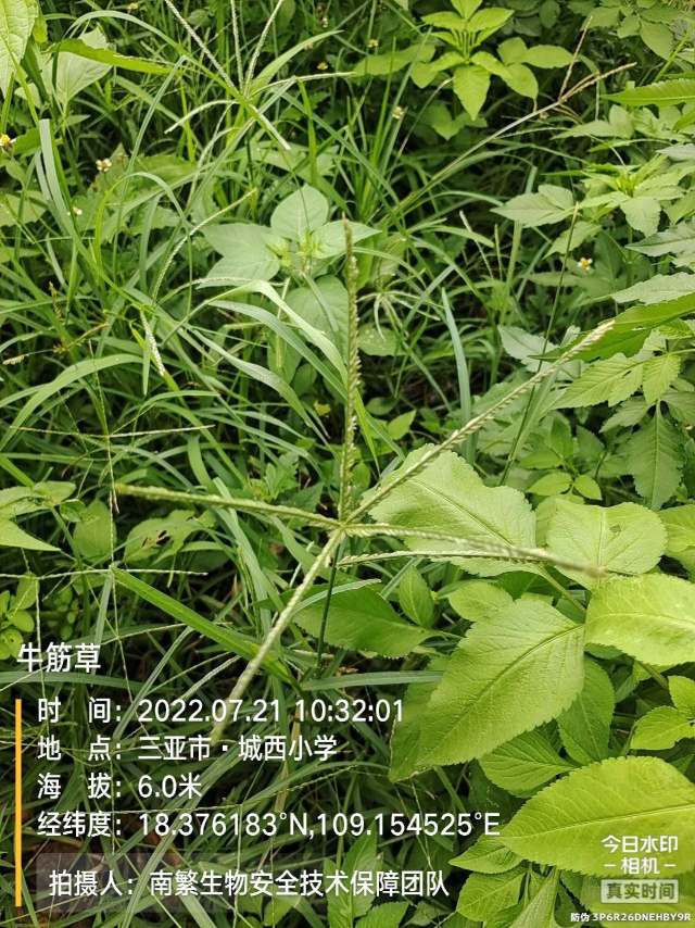 牛筋草
