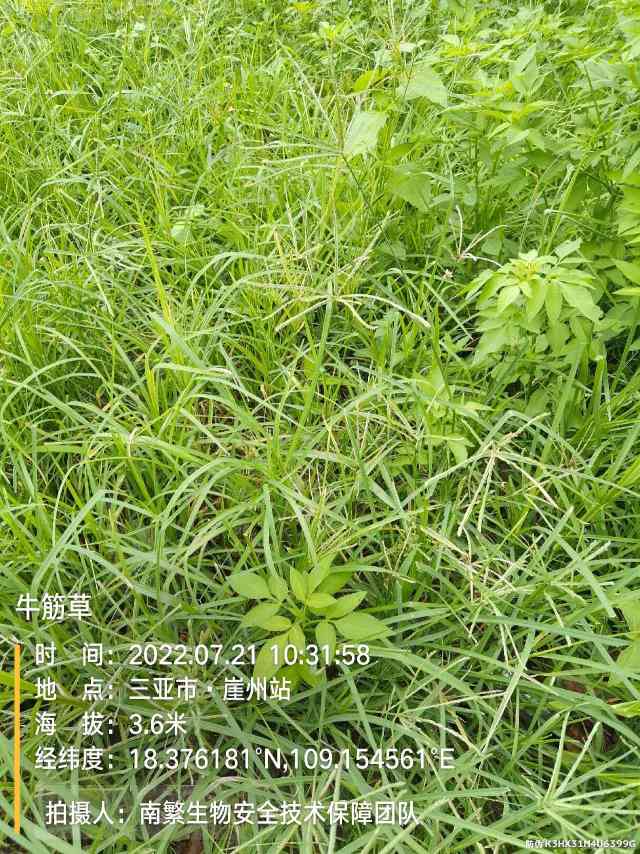 牛筋草