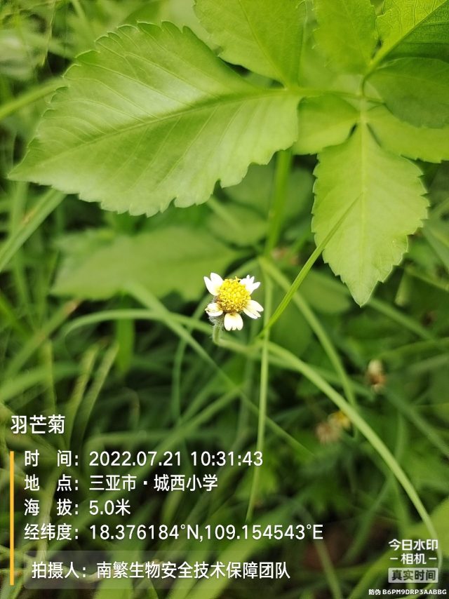 羽芒菊