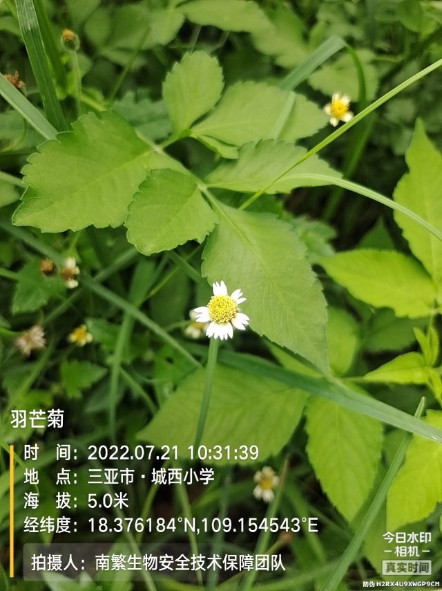 羽芒菊