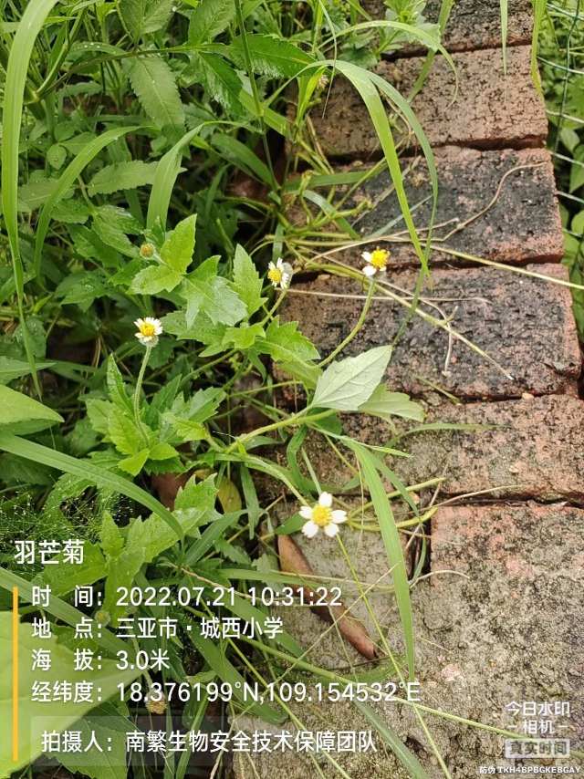 羽芒菊