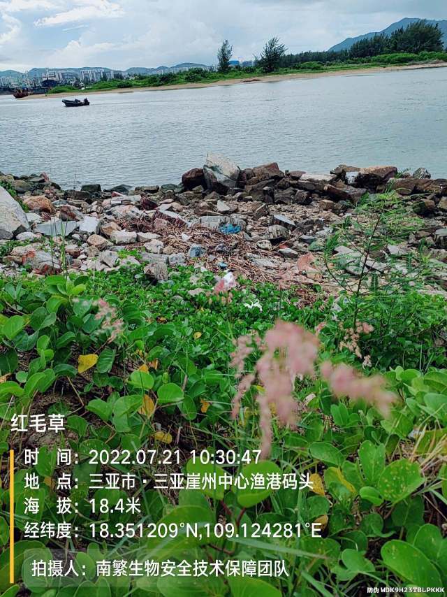 红毛草