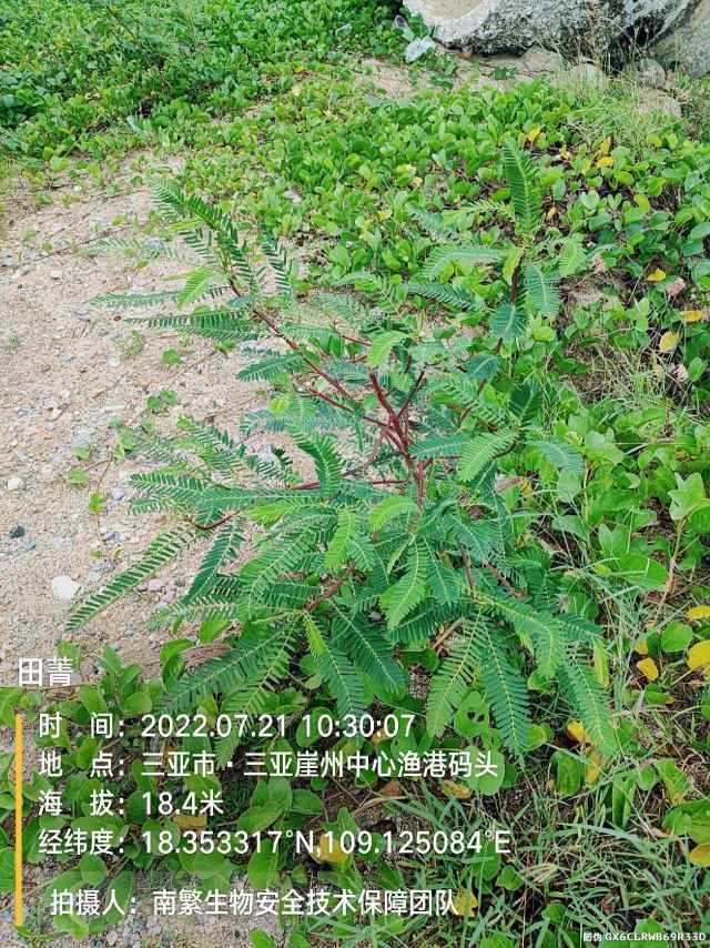 田菁