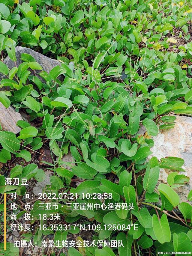 海刀豆