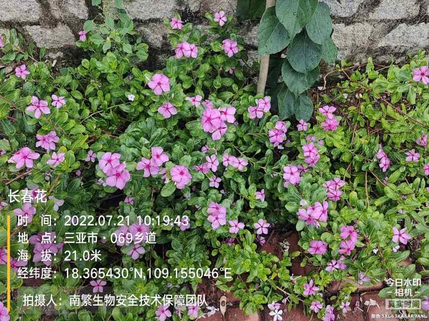 长春花