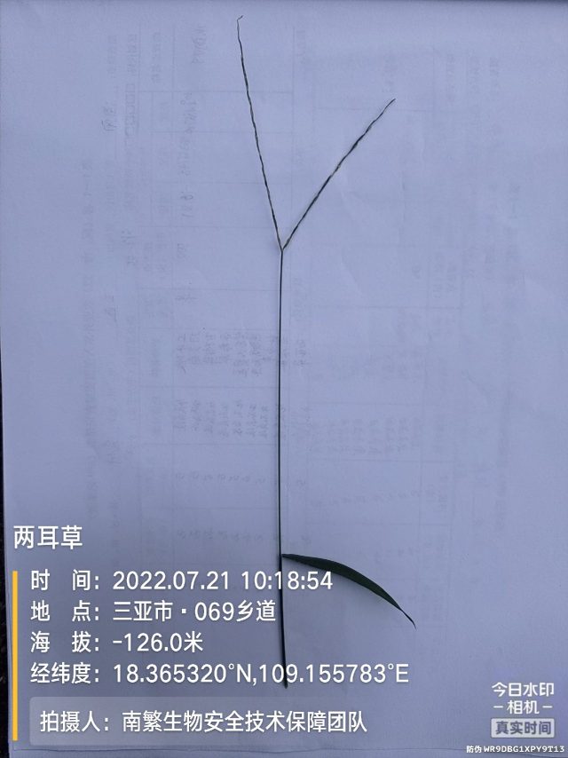 两耳草