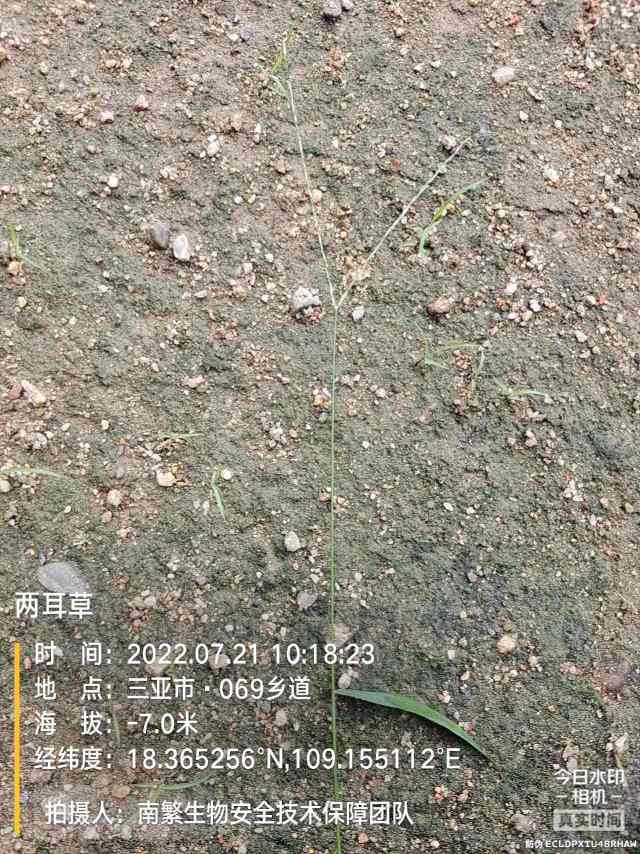 两耳草