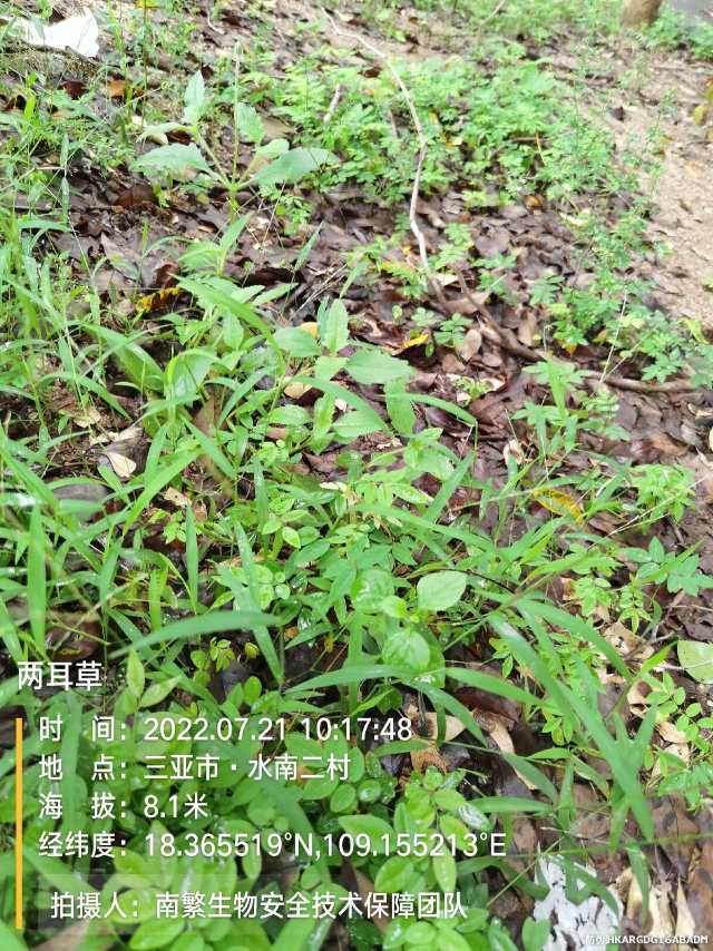 两耳草