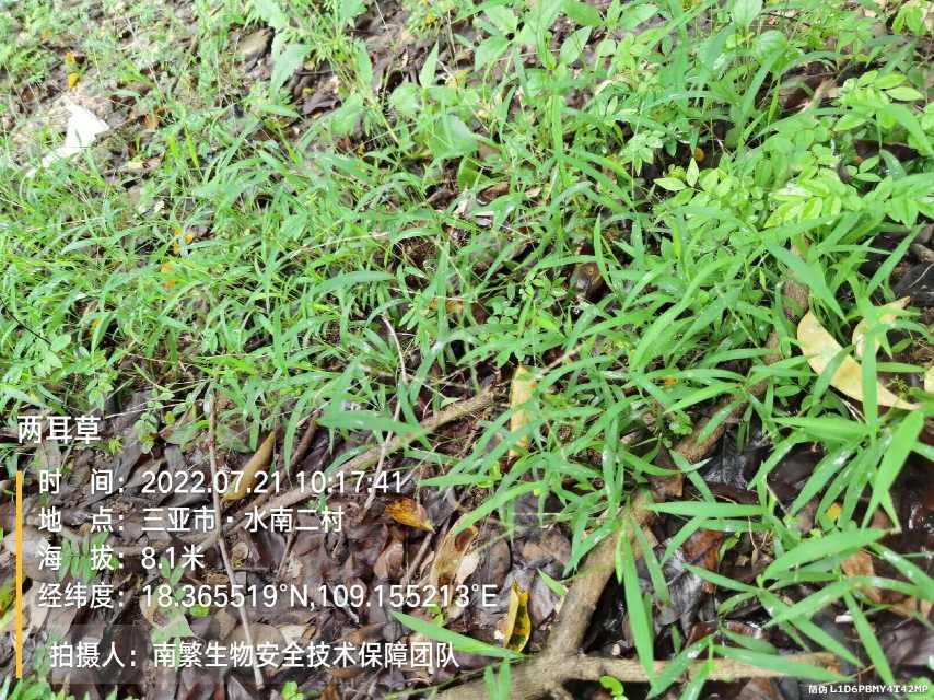 两耳草