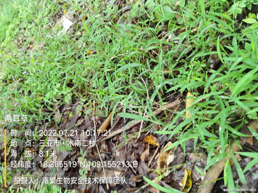 两耳草