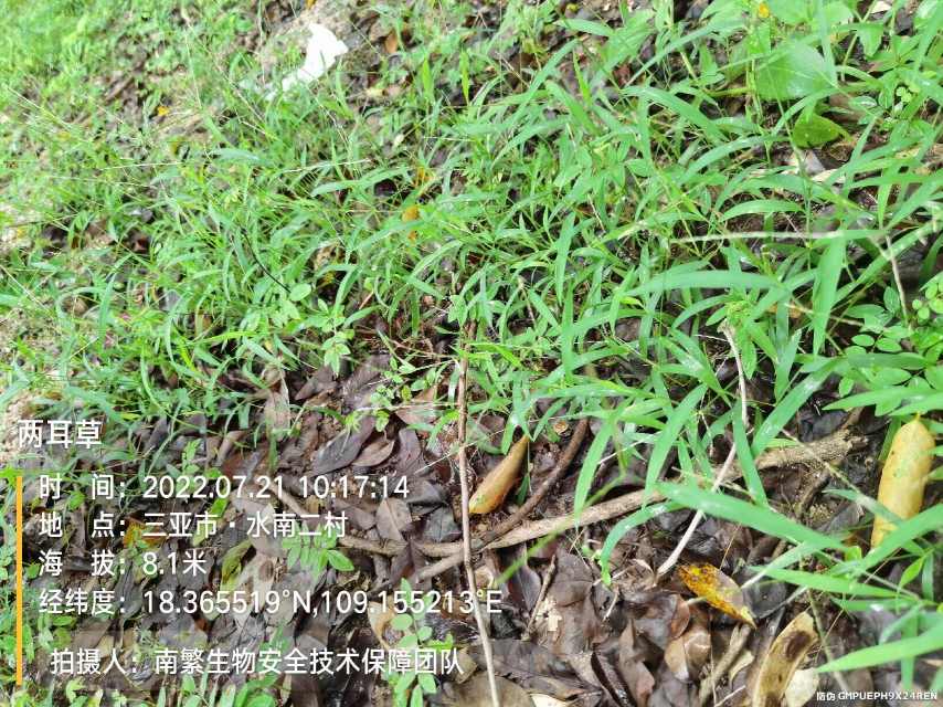 两耳草