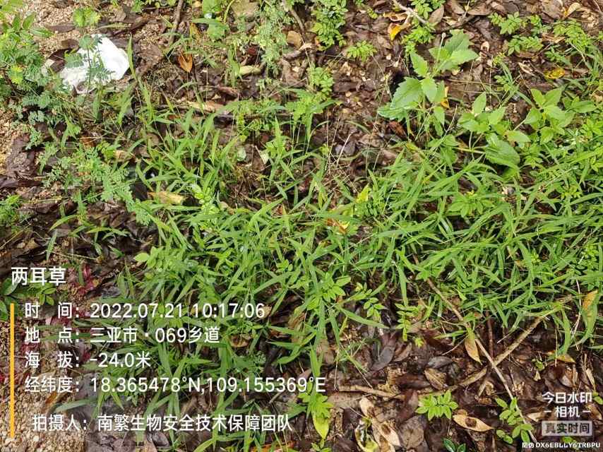 两耳草