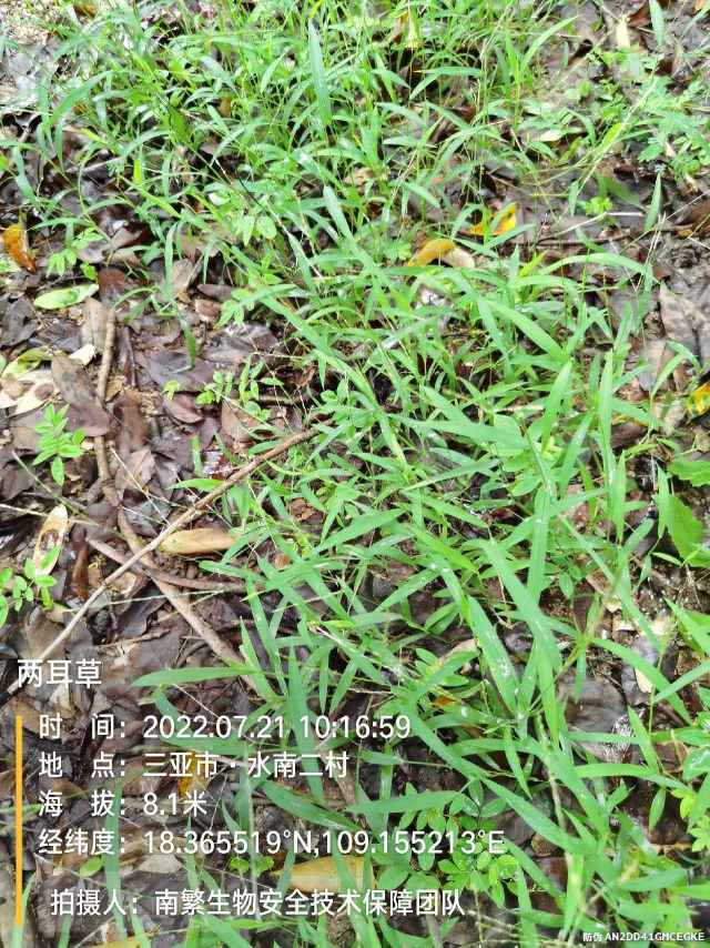 两耳草