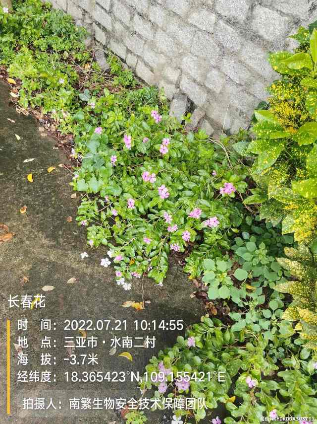 长春花