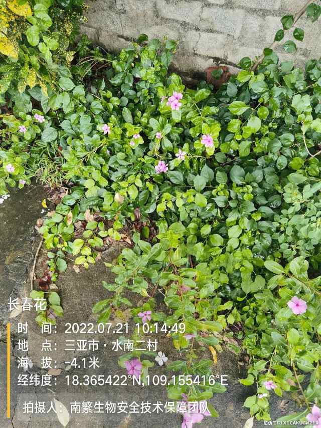 长春花