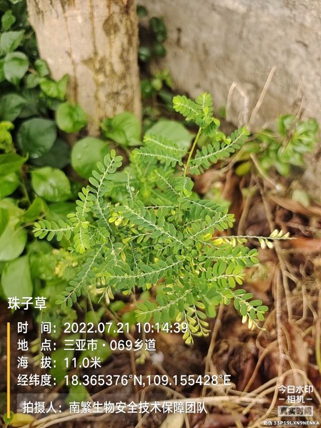 珠子草