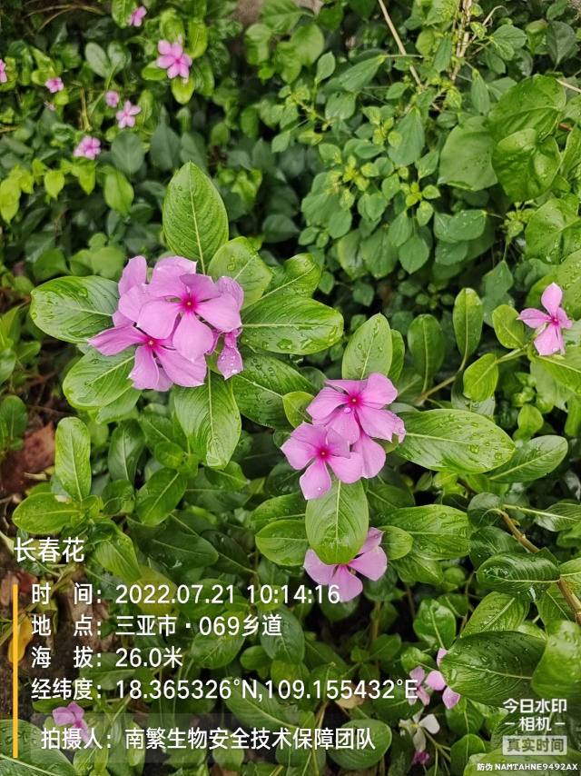 长春花