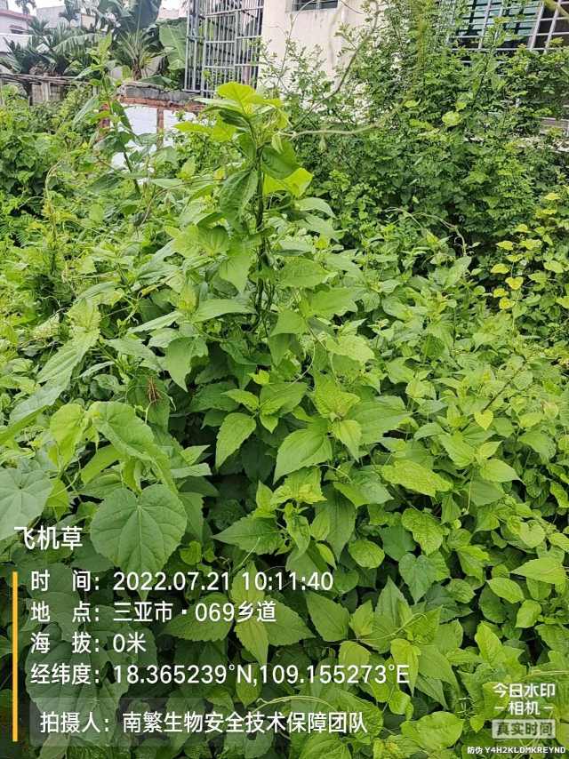 飞机草