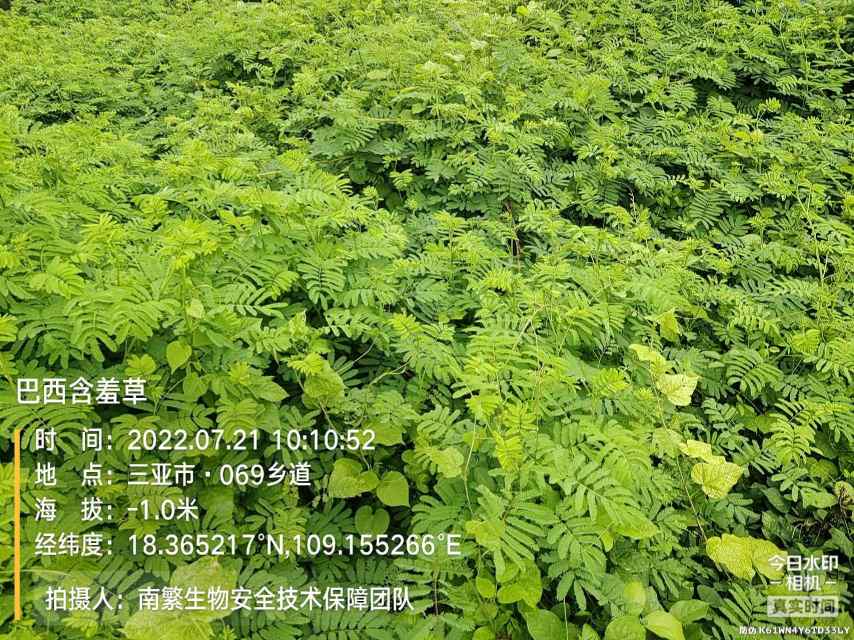 巴西含羞草