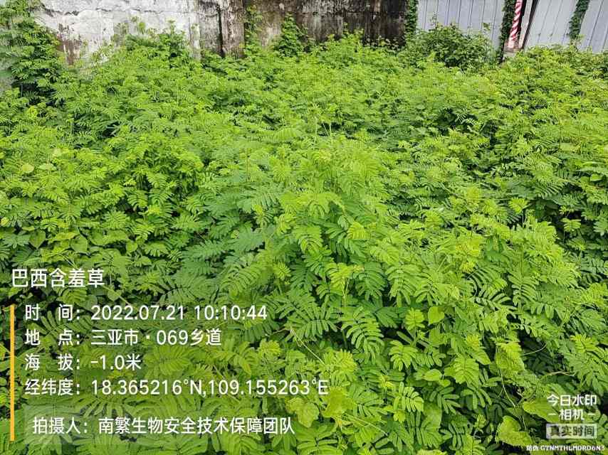 巴西含羞草